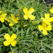 Oenothera 'African Sun' GM P9