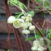 Akebia quinata 'Alba' 150-175 cm vierkant rond 5,5L