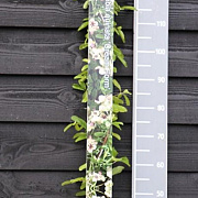 Akebia quinata 'Cream Form' 150-175 cm vierkant rond 5,5L