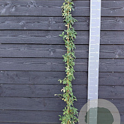 Akebia quinata 'Variegata' 150-175 cm vierkant rond 5,5L