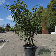 Amelanchier lamarckii 150-175 cm container meerstammig