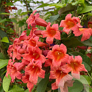 Bignonia capreolata 'Atrosanguinea' 150-175 cm vierkant rond 5,5L