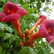 Campsis radicans 150-175 cm vierkant rond 5,5L