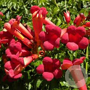 Campsis rad. 'Atropurpurea' 150-175 cm vierkant rond 5,5L