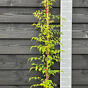 Campsis rad. 'Flamenco' 150-175 cm vierkant rond 5,5L
