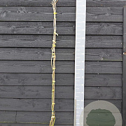 Campsis rad. 'Judy' 150-175 cm vierkant rond 5,5L