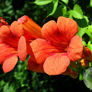 Campsis t. Orangeade 80-100 cm 5,5L