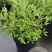 Caryopteris cland. 'Heavenly Blue' 30-40 cm 4,5L