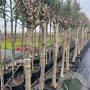 Catalpa bignonioides 'Aurea' 20-25 cm 45L 150 cm stam