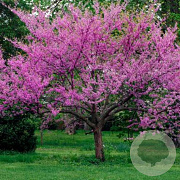 Cercis can. 'Oklahoma' 60-80 cm 10L