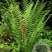 Osmunda cinnamomea GM P9