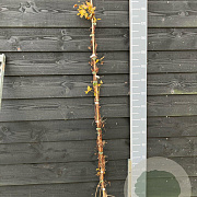Clematis Forever Friends 150-175 cm vierkant rond 5,5L