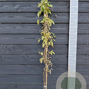 Clematis mont. wilsonii 150-175 cm vierkant rond 5,5L