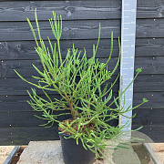 Cryptomeria j. 'Araucarioides' 80-100 cm 20L solitair