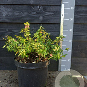 Euonymus fort. Blondy 30-40 cm 7,5L