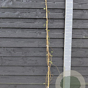 Fallopia baldschuanica 150-175 cm vierkant rond 5,5L