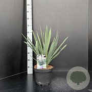 Yucca filamentosa 30-40 cm 5,0L