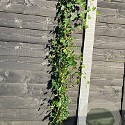 Hedera hibernica 150-175 cm vierkant rond 5,5L