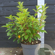 Hydrangea pan. 'Silver Dollar' 60-80 cm 10L