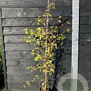 Hydrangea anomala petiolaris 150-175 cm vierkant rond 5,5L
