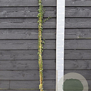Jasminum nudiflorum 150-175 cm vierkant rond 5,5L