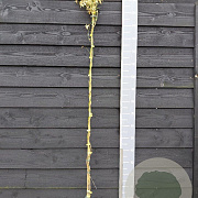 Jasminum officinalis Sunbeam 150-175 cm vierkant rond 5,5L