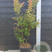 Lagerstroemia i. 'Bianco Grassi' 100-125 cm 20L