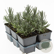 Lavandula ang. 'Munstead' GM P9
