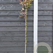 Lonicera japonica chinensis 150-175 cm vierkant rond 5,5L