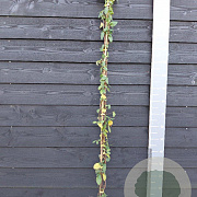Lonicera jap. 'Hall's Prolific' 150-175 cm vierkant rond 5,5L