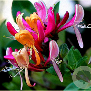 Lonicera per. 'Chojnów' 150-175 cm vierkant rond 5,5L