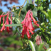 Lonicera semp. 'Cedar Lane' 150 cm 7,5L