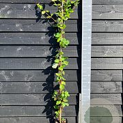 Lonicera tellmanniana 150-175 cm vierkant rond 5,5L
