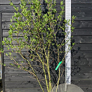 Magnolia loebneri 'Leonard Messel' 200-250 cm cont. 70L solitair