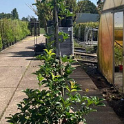 Osmanthus fragrans 180-200 cm 30L