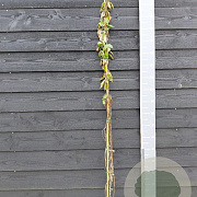 Periploca graeca 150-175 cm vierkant rond 5,5L