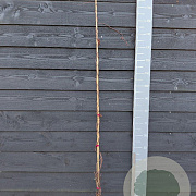 Schisandra chinensis 150-175 cm vierkant rond 5,5L