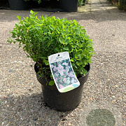 Spiraea jap. 'Little Princess' 25-30 cm 5,0L