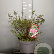 Spiraea jap. 'Little Princess' 30-40 cm 7,5L