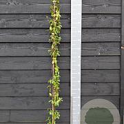 Trachelospermum as. Ch. and Vanilla 150-175 cm vierkant rond 5,5L