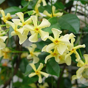Trachelospermum as. 'Mandanianum' 150-175 cm vierkant rond 5,5L