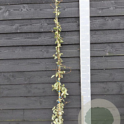 Trachelospermum j. 'Variegatum' 150-175 cm vierkant rond 5,5L