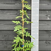 Wisteria brach. 'Okayama' 150-175 cm vierkant rond 5,5L