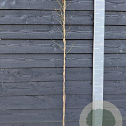 Wisteria flor. 'Aunt Dee' 150-175 cm vierkant rond 5,5L