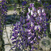 Wisteria flor. 'Domino' 150-175 cm vierkant rond 5,5L