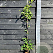 Wisteria flor. 'Honbeni' 150-175 cm vierkant rond 5,5L