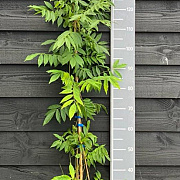 Wisteria flor. 'Multijuga' 150-175 cm vierkant rond 5,5L