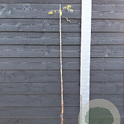 Wisteria frut. 'Amethyst Falls' 150-175 cm vierkant rond 5,5L