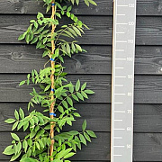 Wisteria sinensis 150-175 cm vierkant rond 5,5L