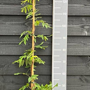 Wisteria sinensis 'Caroline' 150-175 cm vierkant rond 5,5L